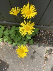 Doronicum