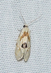 Aethes angustana