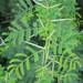 Acacia nilotica