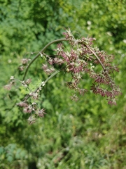 Thalictrum fendleri polycarpum