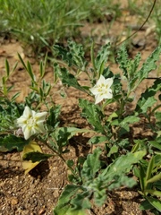 Chamaesaracha darcyi