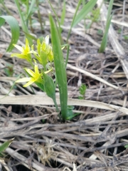 Gagea granulosa