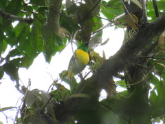 Chlorophonia occipitalis