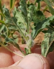 Chamaesaracha darcyi