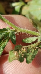 Chamaesaracha darcyi