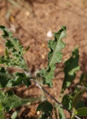 Chamaesaracha darcyi