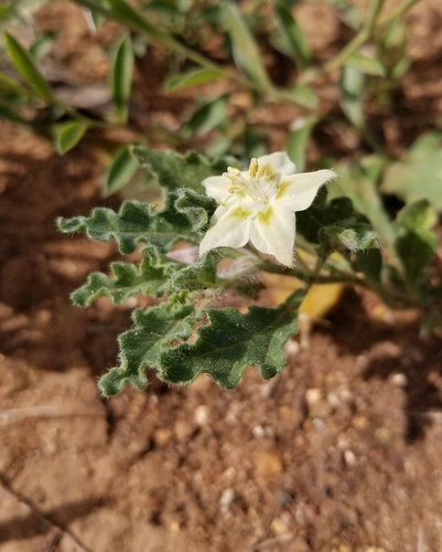 Darcy's five-eyes (Chamaesaracha darcyi)