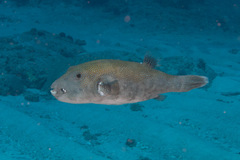 Arothron caeruleopunctatus