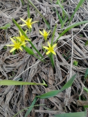 Gagea granulosa