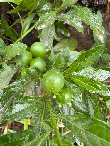 Jerusalem cherry