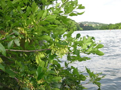 Melioides