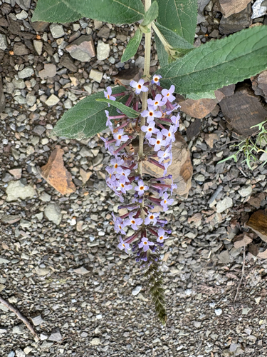Butterfly bush