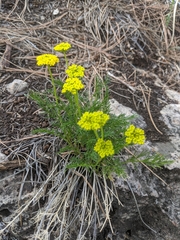 Musineon tenuifolium