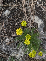 Musineon tenuifolium