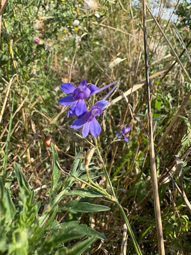 Forking Larkspur