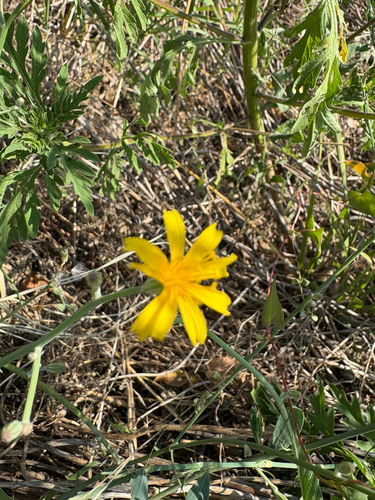 Rush Skeletonweed
