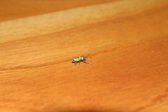 Galapaganus howdenae