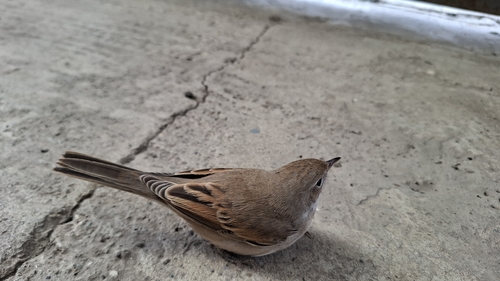 Greater Whitethroat