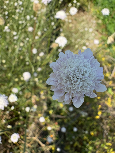 Cephalaria transsylvanica