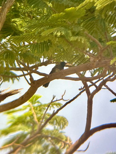 Common Bulbul