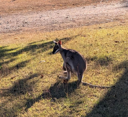 Whiptail Wallaby