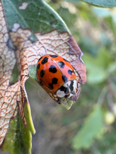 Asian Lady Beetle