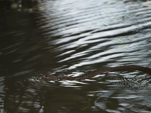 Common keelback