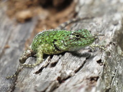 Sceloporus hondurensis