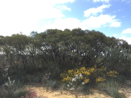 Yuna Mallee (Eucalyptus jucunda)
