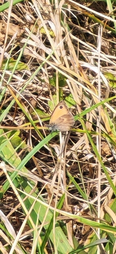 Small Heath