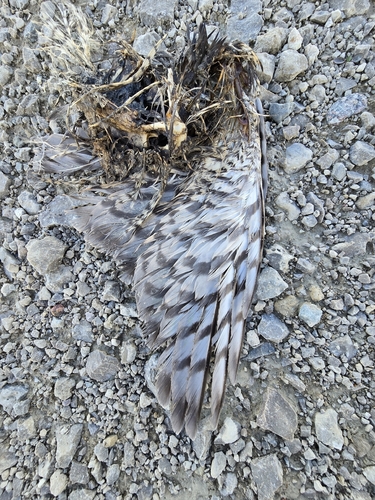 Eurasian Sparrowhawk
