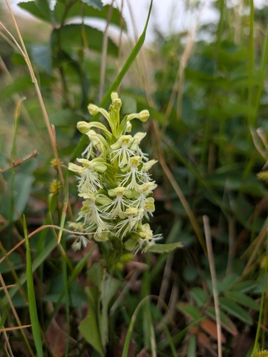 Platanthera lacera observed 2026-08-10