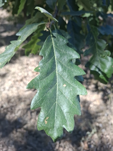 Turkey Oak