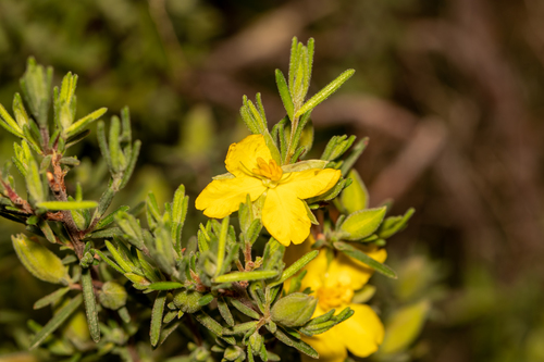 Hibbertia riparia iNat (2)