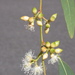 Eucalyptus parramattensis parramattensis - Photo (c) Dean Nicolle, some rights reserved (CC BY-NC), uploaded by Dean Nicolle