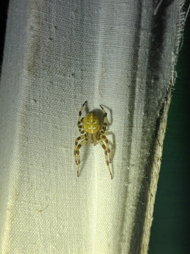 Four-spot Orbweaver