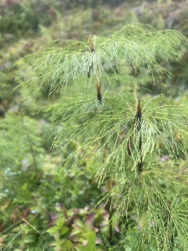 wood horsetail