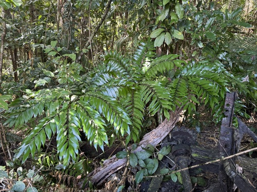 Zamia Fern