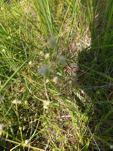 white beak-sedge