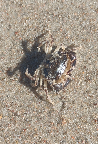 White-tipped Mud Crab