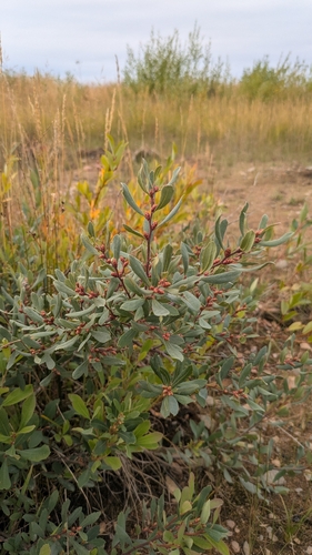 bog myrtle