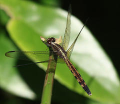 Erythrodiplax umbrata