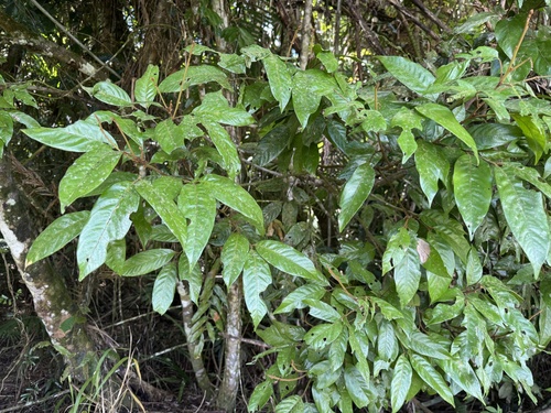 Mischocarpus exangulatus observed 2026-08-11