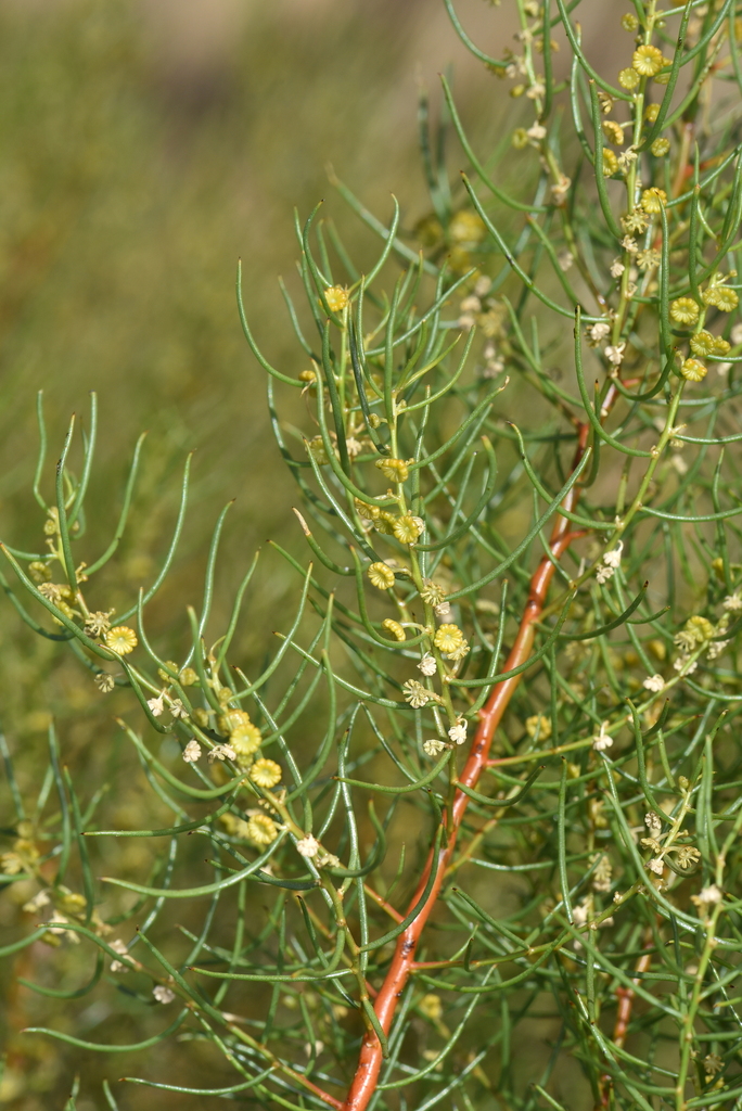 Gyrostemon tepperi (Gyrostemon tepperi)