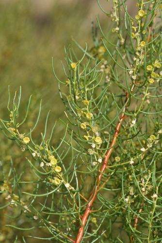 Gyrostemon tepperi (Gyrostemon tepperi)
