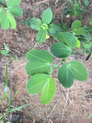 roundleaf sensitive pea