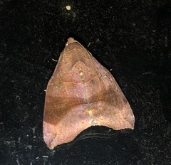 Bastilla hamatilis