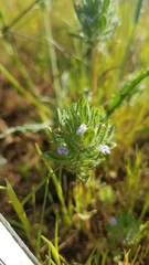 Pogogyne zizyphoroides