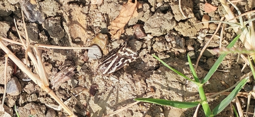 Spotted Sulphur