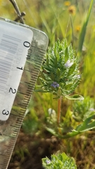 Pogogyne zizyphoroides